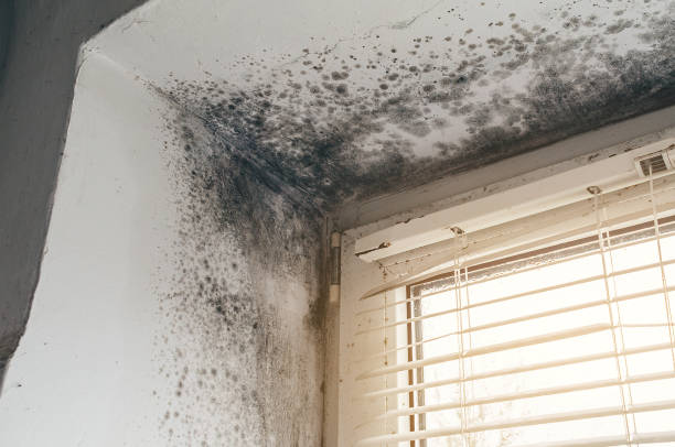 Affordable Mold Inspection And Testing solutions in Neshanic Station, NJ
